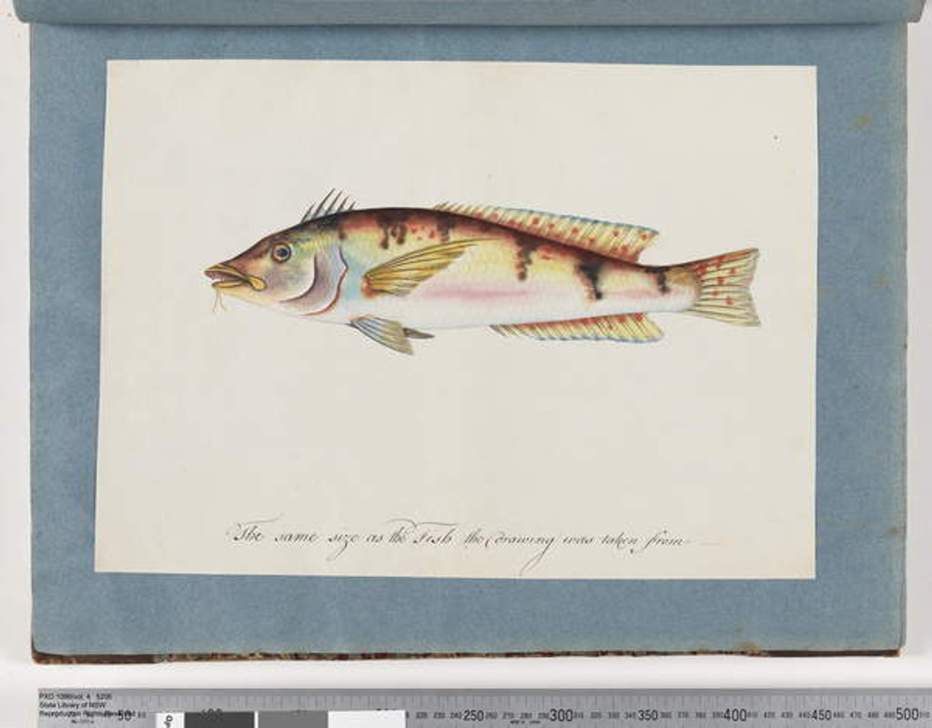 Detail of Page 22. Unidentified fish by Unknown artist