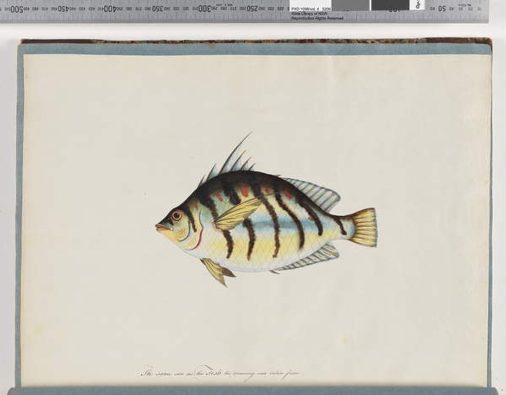 Detail of Page 23. Unidentified fish by Unknown artist