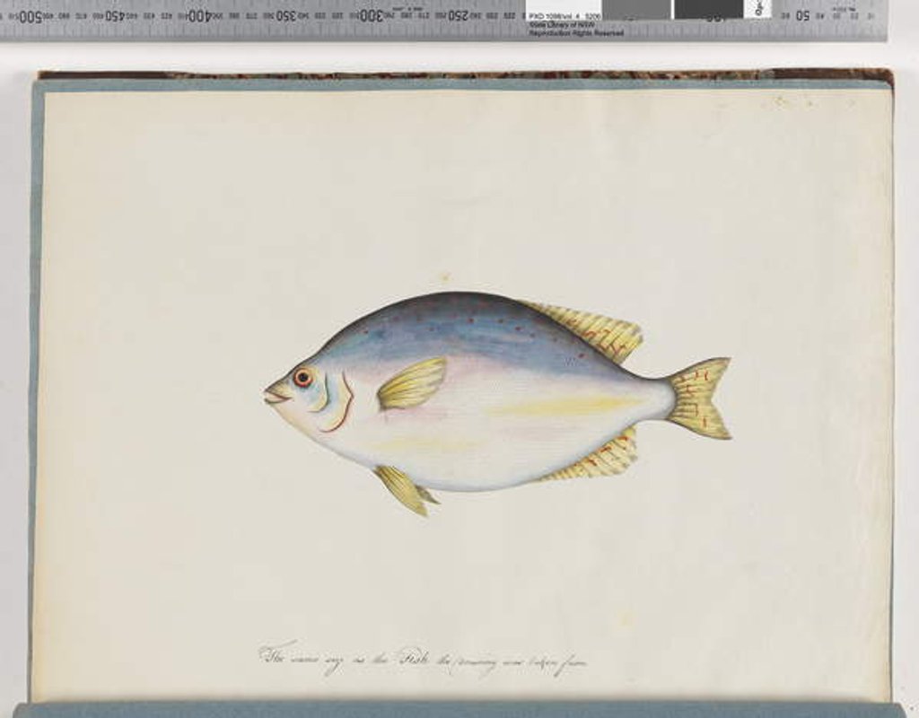 Detail of Page 24. Unidentified fish by Unknown artist