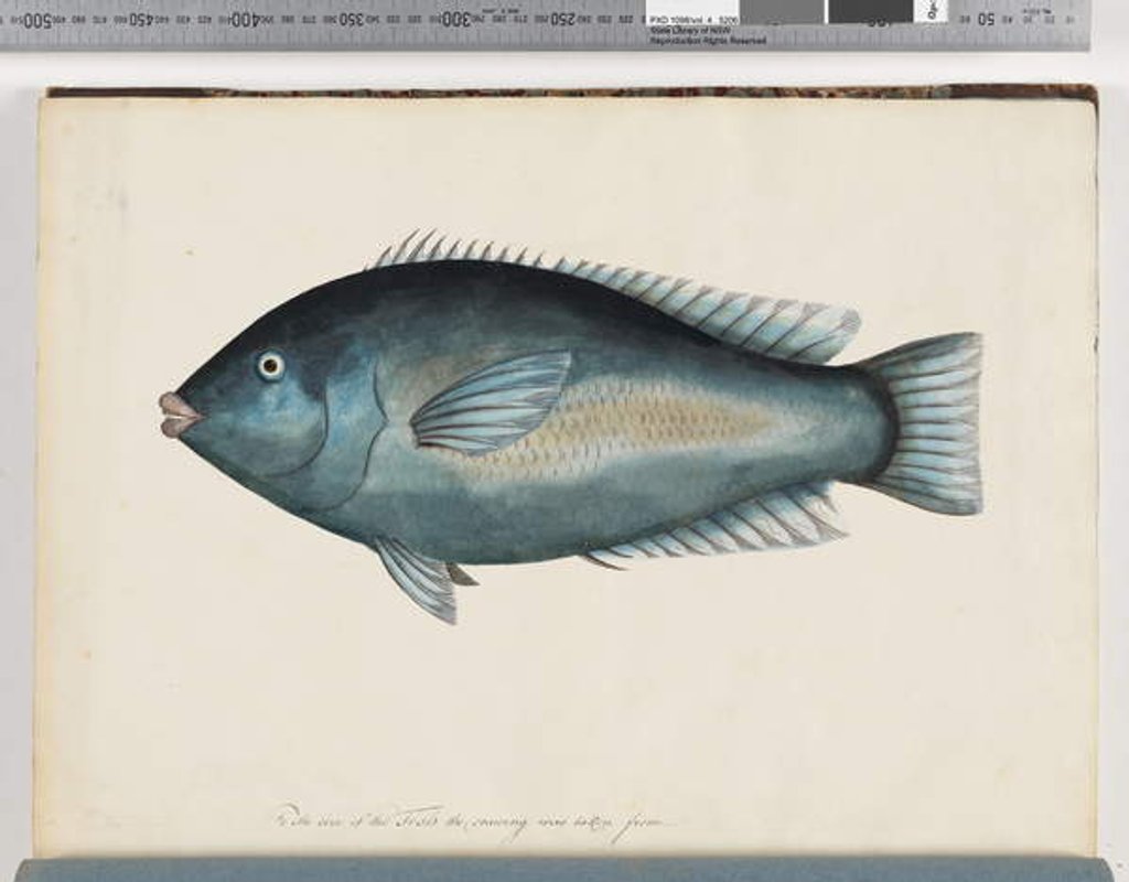 Detail of Page 26. Unidentified fish by Unknown artist