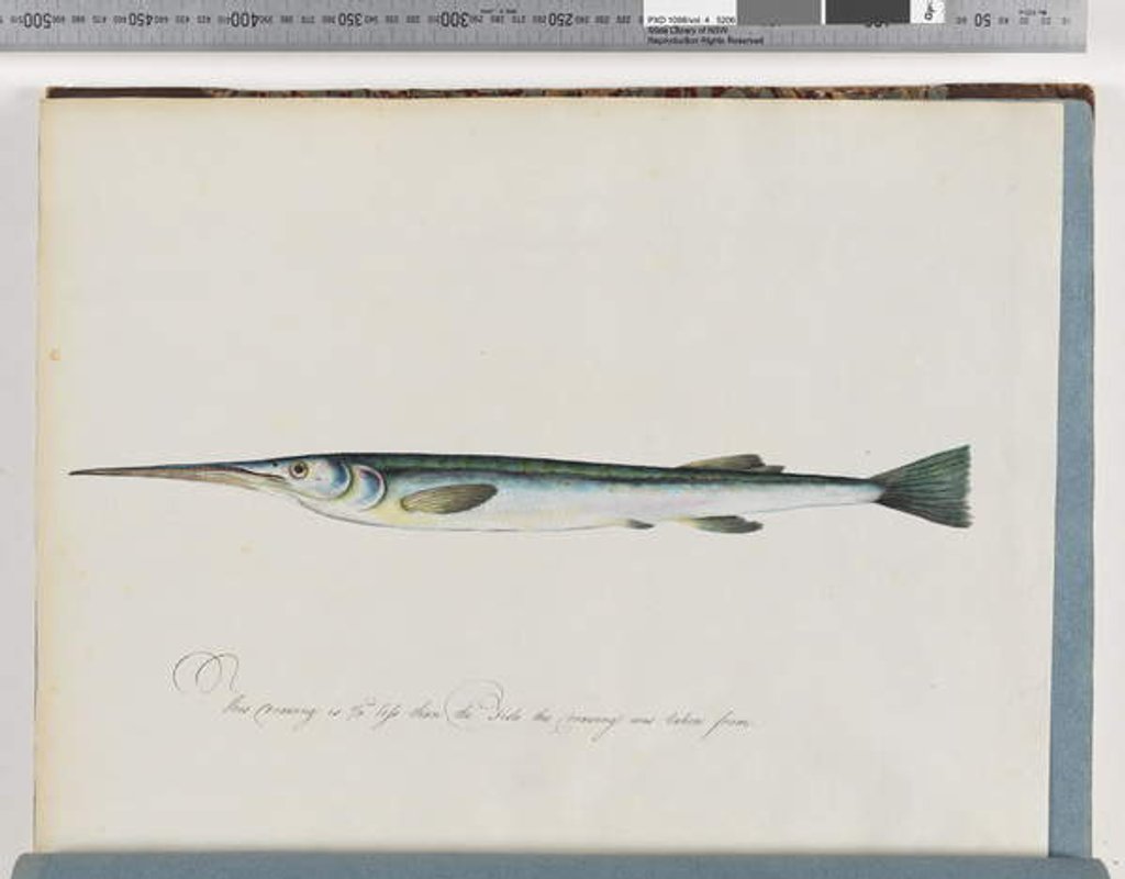 Detail of Page 27. Unidentified fish by Unknown artist