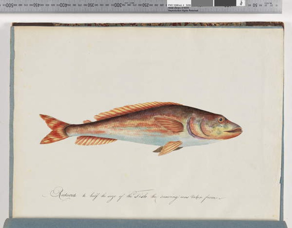 Detail of Page 29. Unidentified fish by Unknown artist
