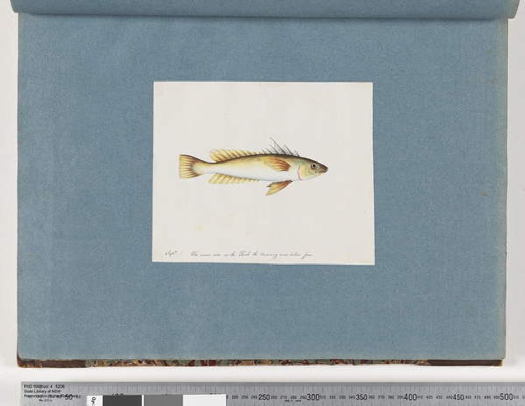 Detail of Page 30. Unidentified fish by Unknown artist