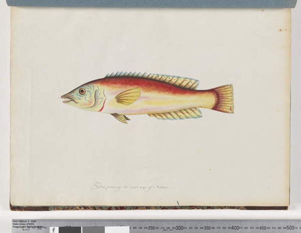 Detail of Page 31. Unidentified fish by Unknown artist