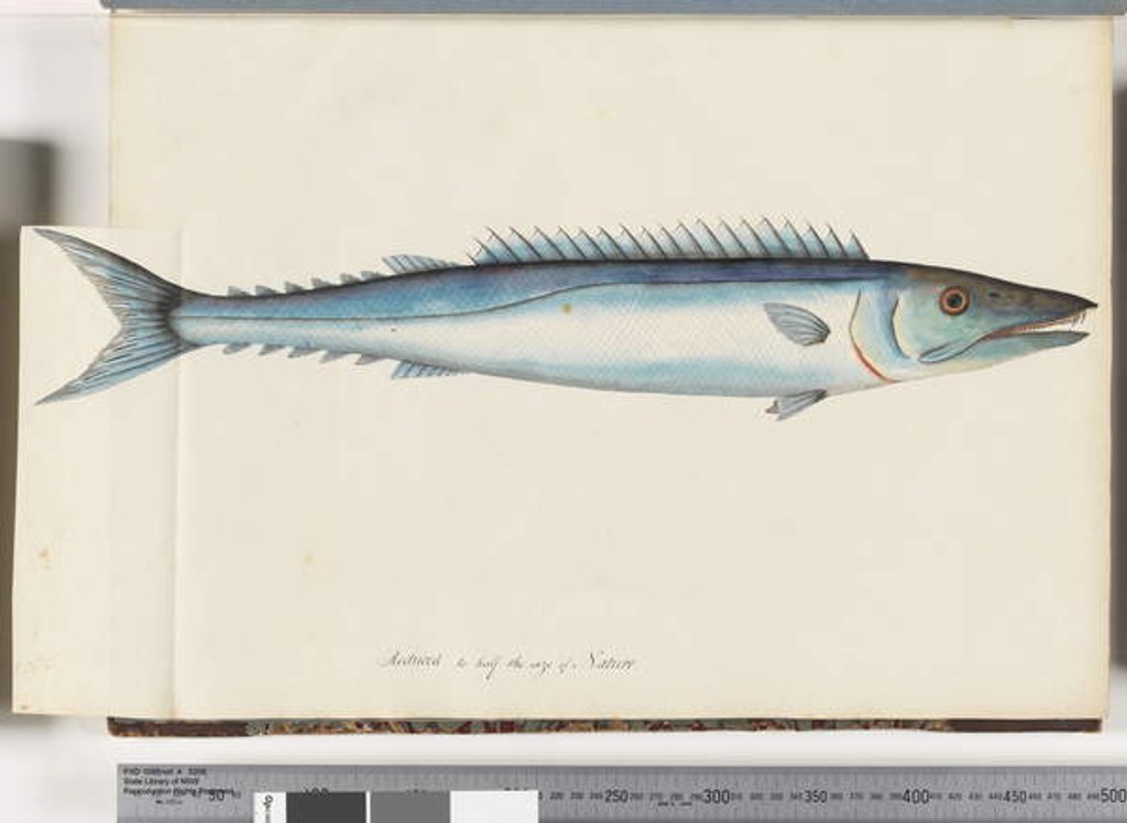 Detail of Page 32. Barracouta by Unknown artist