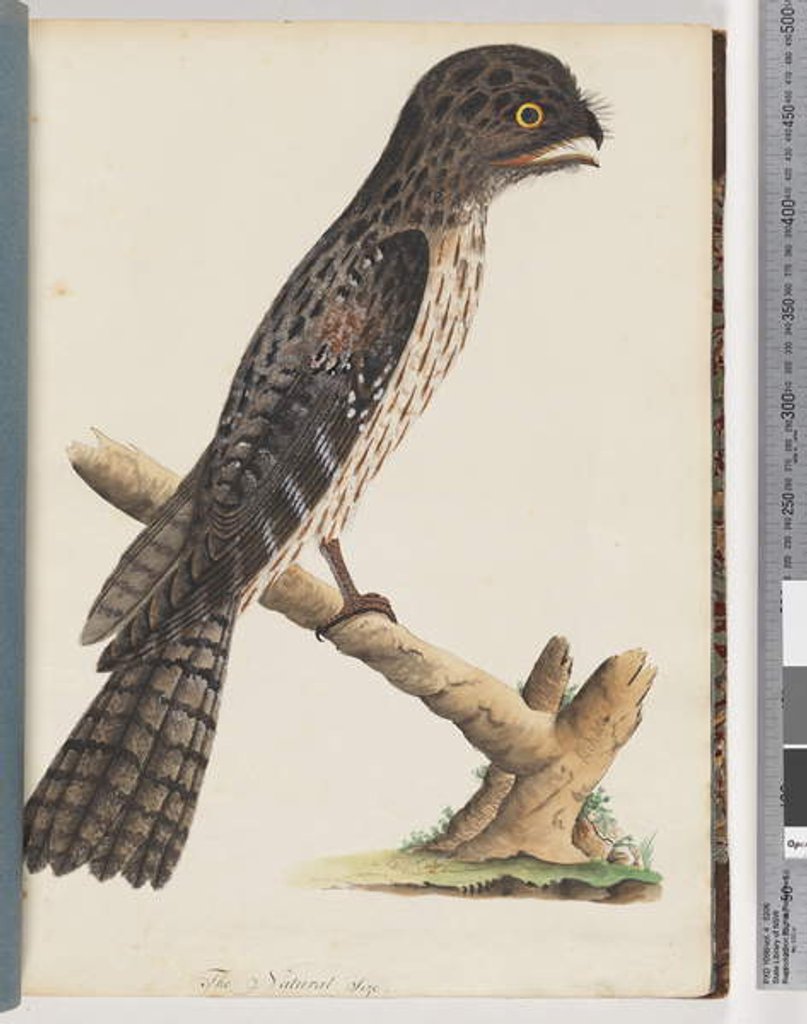 Detail of Page 33. Tawny Frogmouth. Gracile Goatsucker by Unknown artist