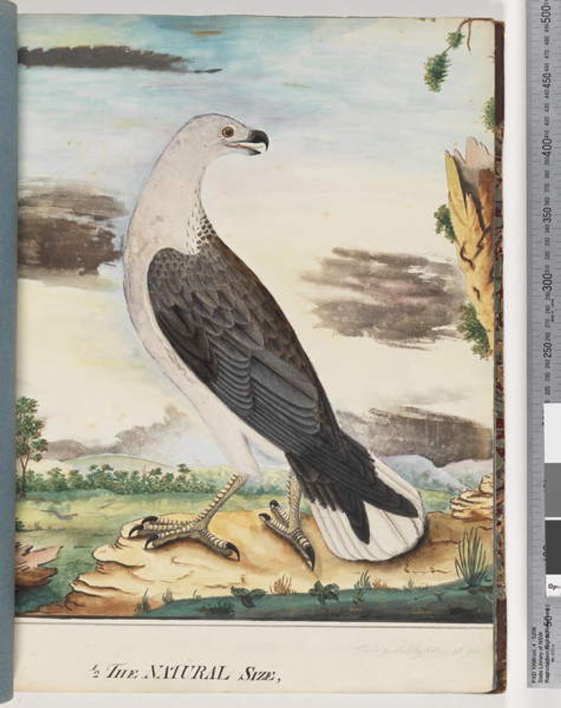 Detail of Page 34. White-breasted Sea Eagle Allied to the Axillary Falcon by Unknown artist