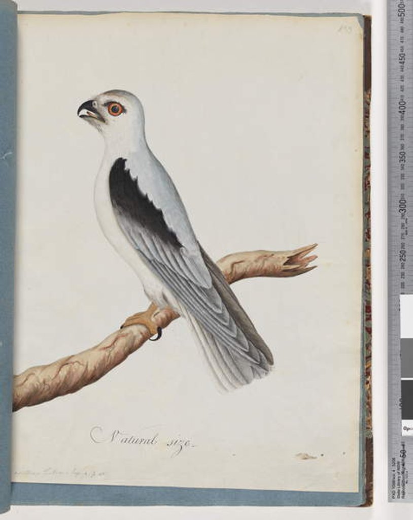 Detail of Page 35. Black-shouldered Kite. Axillary Falcon by Unknown artist