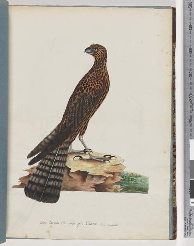 Detail of Page 36. Red Goshawk. Radiated Falcon by Unknown artist