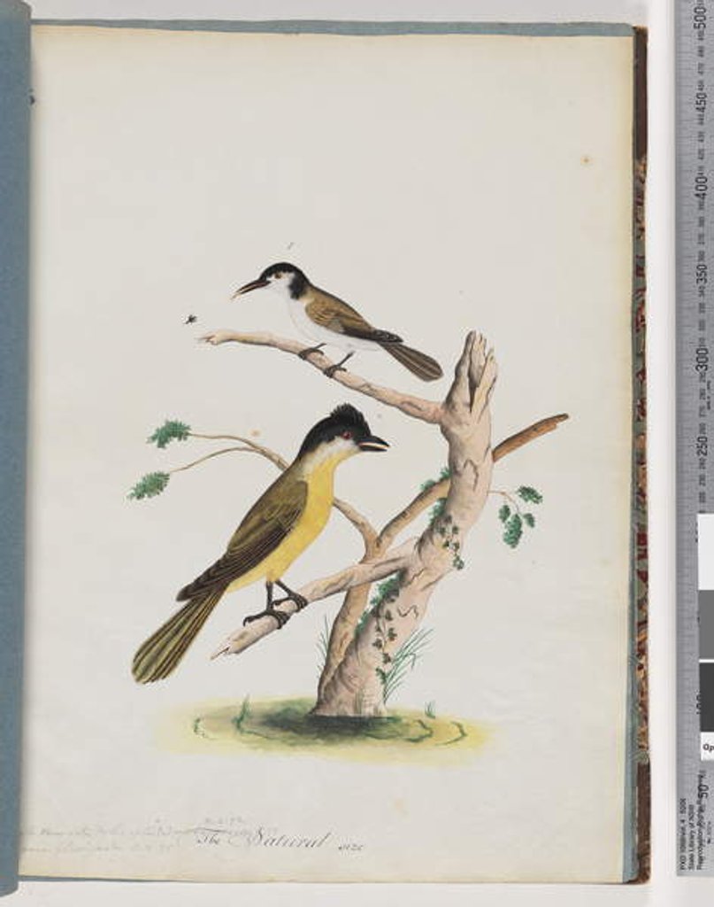 Detail of Page 37. 1. Unidentified bird. Agile Honeyeater. Black-Headed Creeper. 2. Unidentified bird. Lanius flavigaster. Yellow-bellied Shrike by Unknown artist