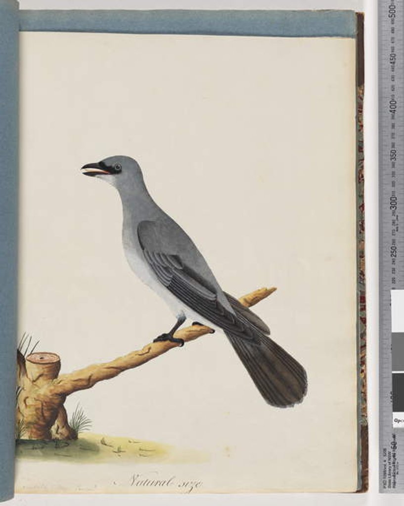 Detail of Page 38. Unidentified bird, Probably a large lanius by Unknown artist