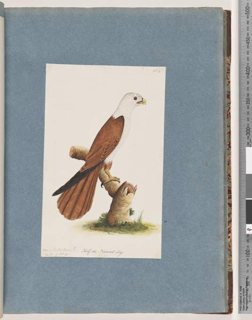 Detail of Page 39. Red-backed Sea eagle. Variety of Pondicherry Eagle by Unknown artist