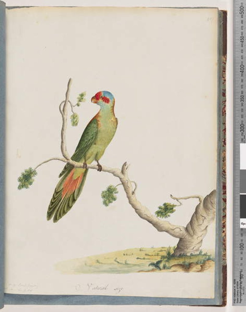 Detail of Page 41. Musk Lorikeet by Unknown artist