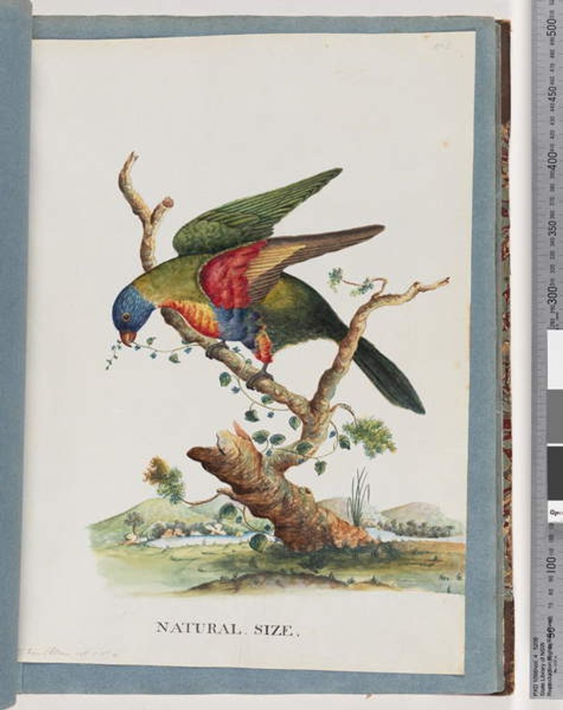 Detail of Page 40. Rainbow Lorikeet. Ps. Haematodus. Red-breasted or Blue-bellied Parrot by Unknown artist