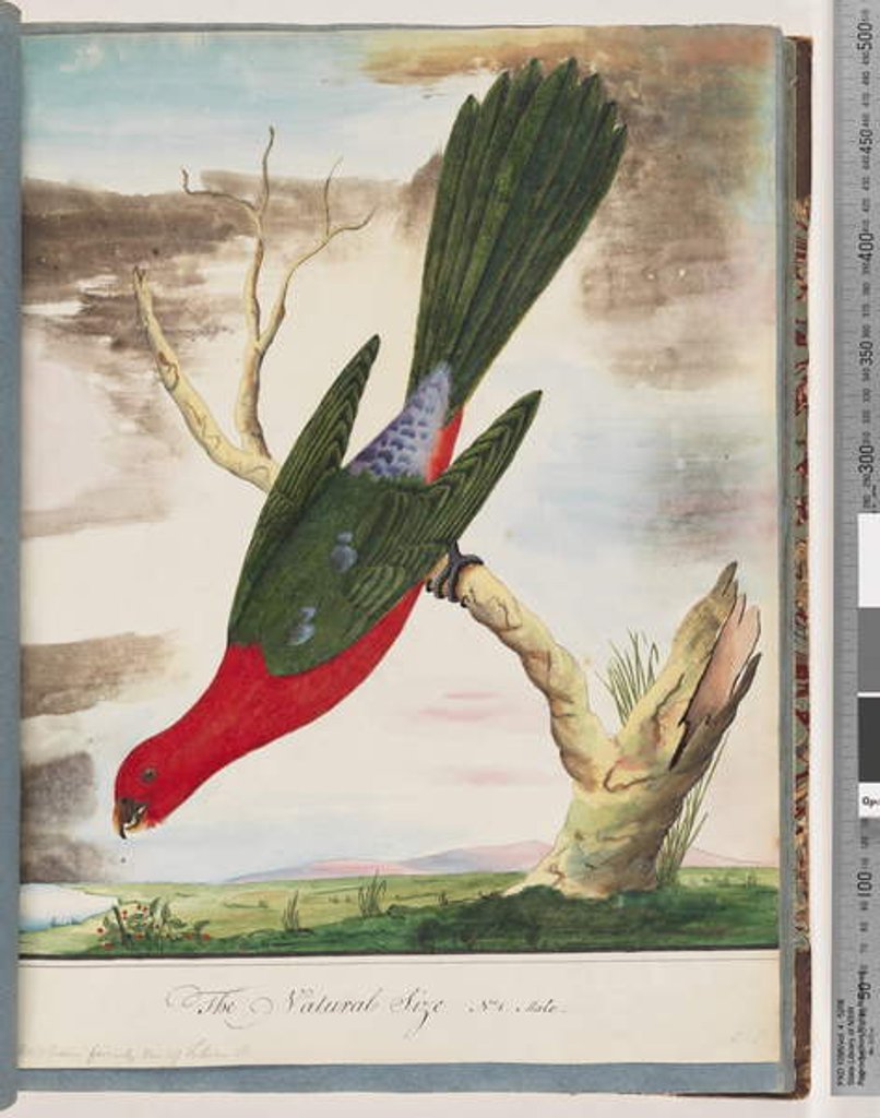 Detail of Page 42. King Parrot. Scarlet & Green by Unknown artist