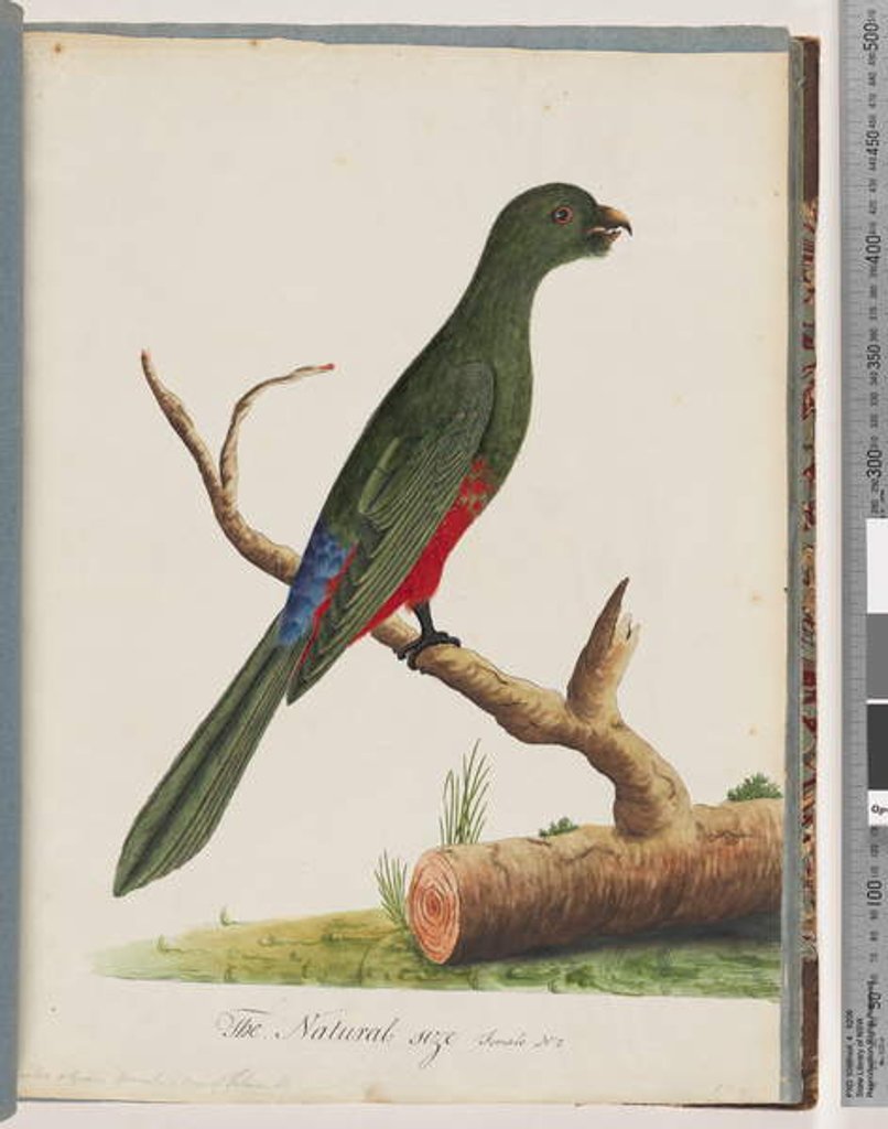 Detail of Page 43. King Parrot. Scarlet & Green by Unknown artist