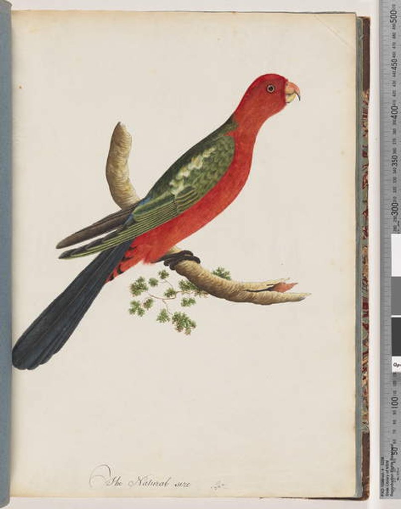 Detail of Page 44. King Parrot by Unknown artist