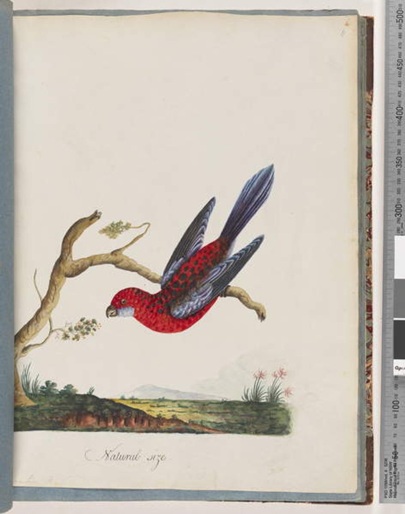 Detail of Page 45. Crimson Rosella. Pennantian Parrot by Unknown artist