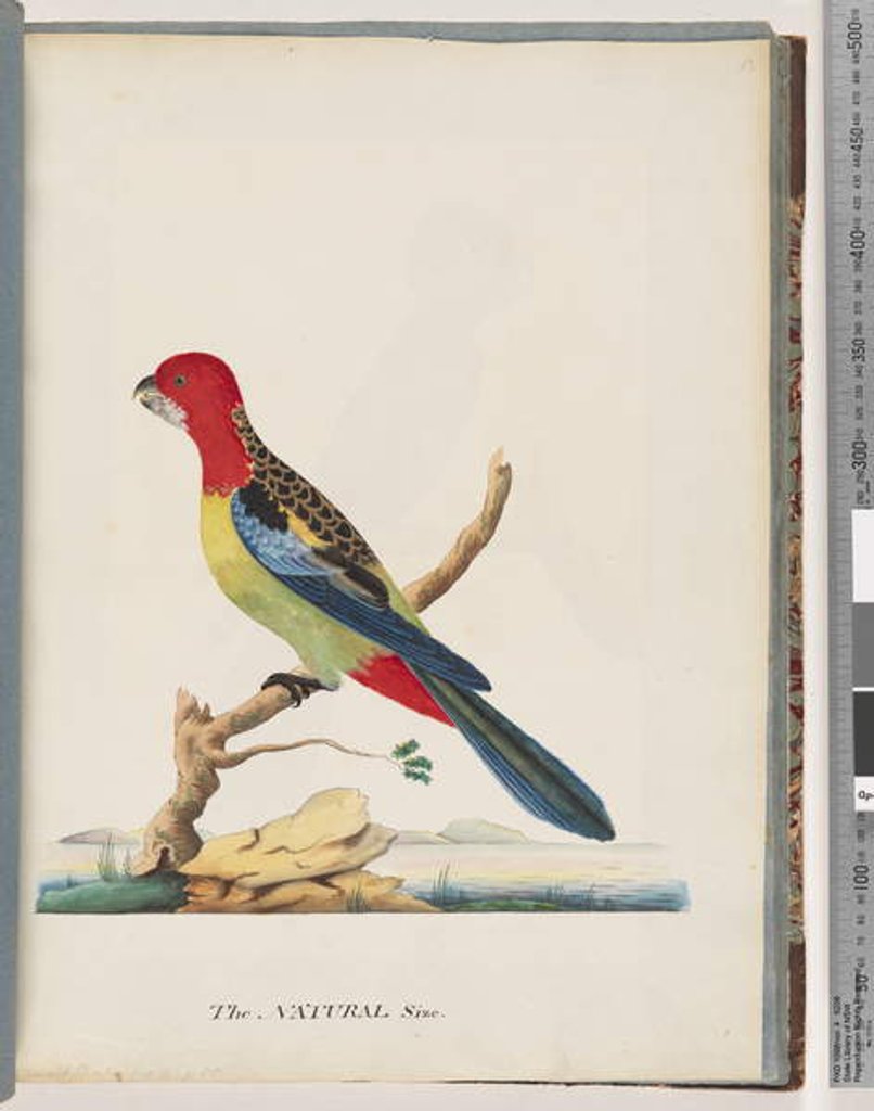 Detail of Page 47. Eastern Rosella. Non pareil Parrot by Unknown artist
