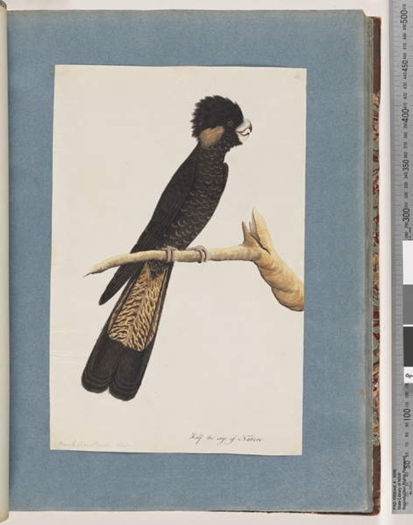 Detail of Page 48. Yellow-tailed Black Cockatoo. Banksian Parrot by Unknown artist