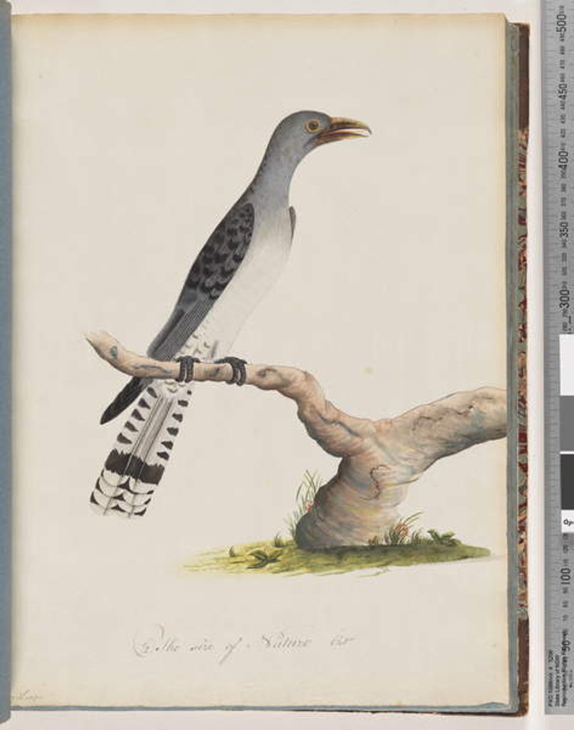 Detail of Page 49. Unidentified bird. Scythrops by Unknown artist