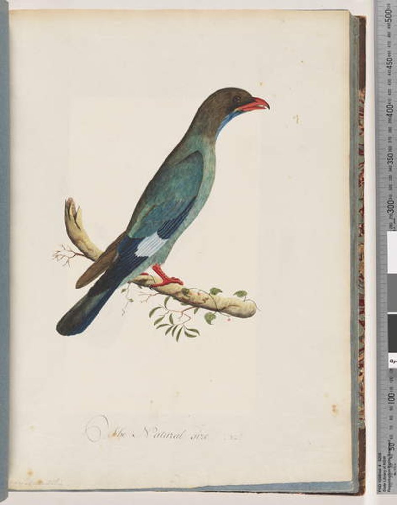 Detail of Page 51 Dollarbird. Coracius orientalis by Unknown artist