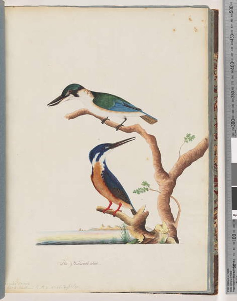 Detail of Page 53. 1. Sacred Kingfisher. Alcedo sacre 2. Azure Kingfisher. 2, 3 toed N. Holland Kingfisher by Unknown artist