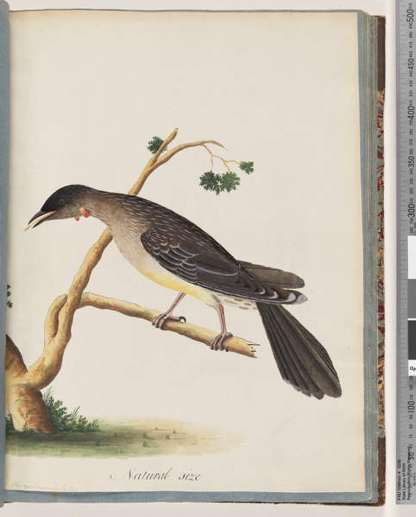 Detail of Page 55. Red Wattlebird. Merops carunculatus by Unknown artist