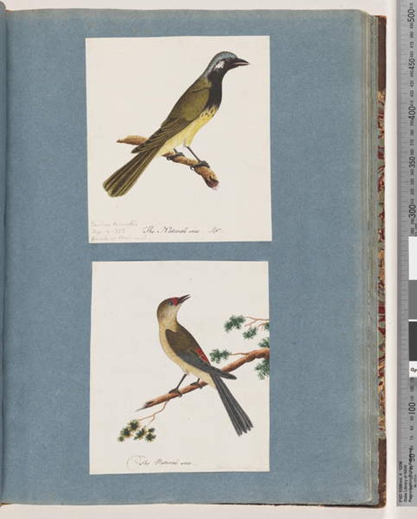 Detail of Page 56. Unidentified bird. Turdus leucotis. 57. Red-browed Finch. Turdus new by Unknown artist