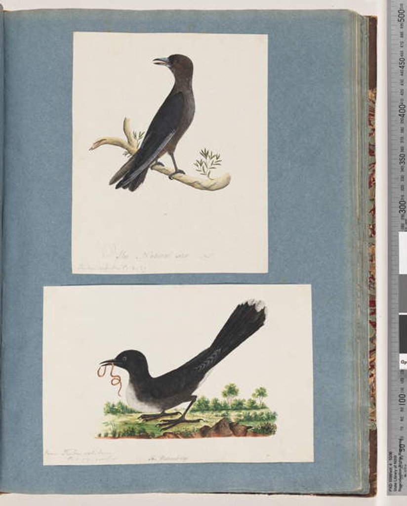 Detail of Page 58. Unidentified bird. Turdus. 59. Unidentified bird. Turdus by Unknown artist