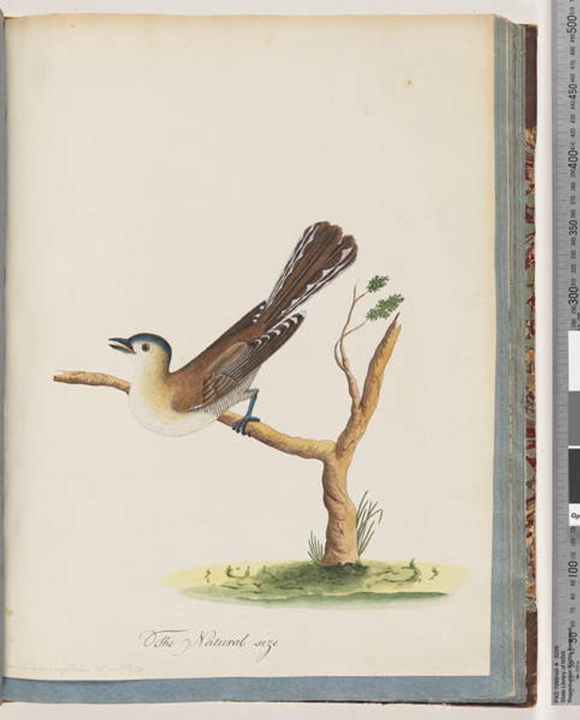 Detail of Page 60. Unidentified bird. Turdus cyanocephalus. Blue-headed Thrush by Unknown artist