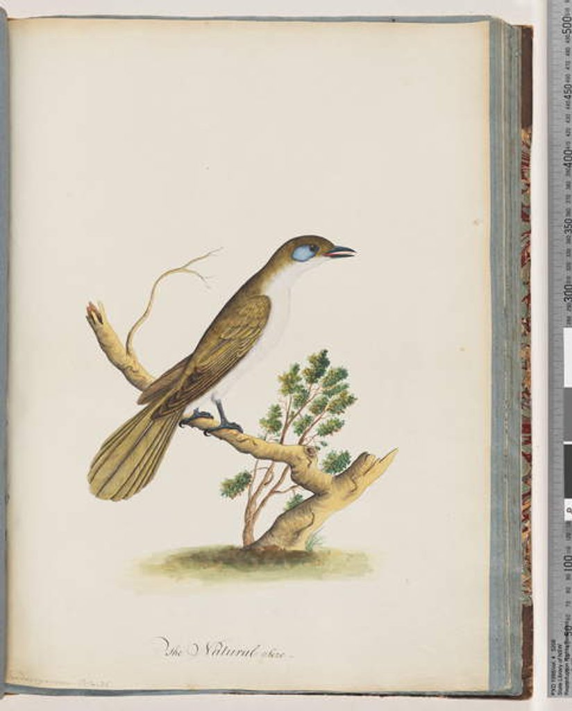 Detail of Page 61. Blue-faced Honeyeater. Turdus cyanoris. Blue-cheeked Thrush by Unknown artist