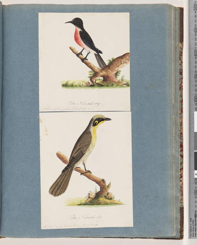 Detail of Page 64. Scarlet Robin. Musca crythrogastra. 65. Yellow-tufted Honeyeater. Muscicapa novae Hollandiae by Unknown artist