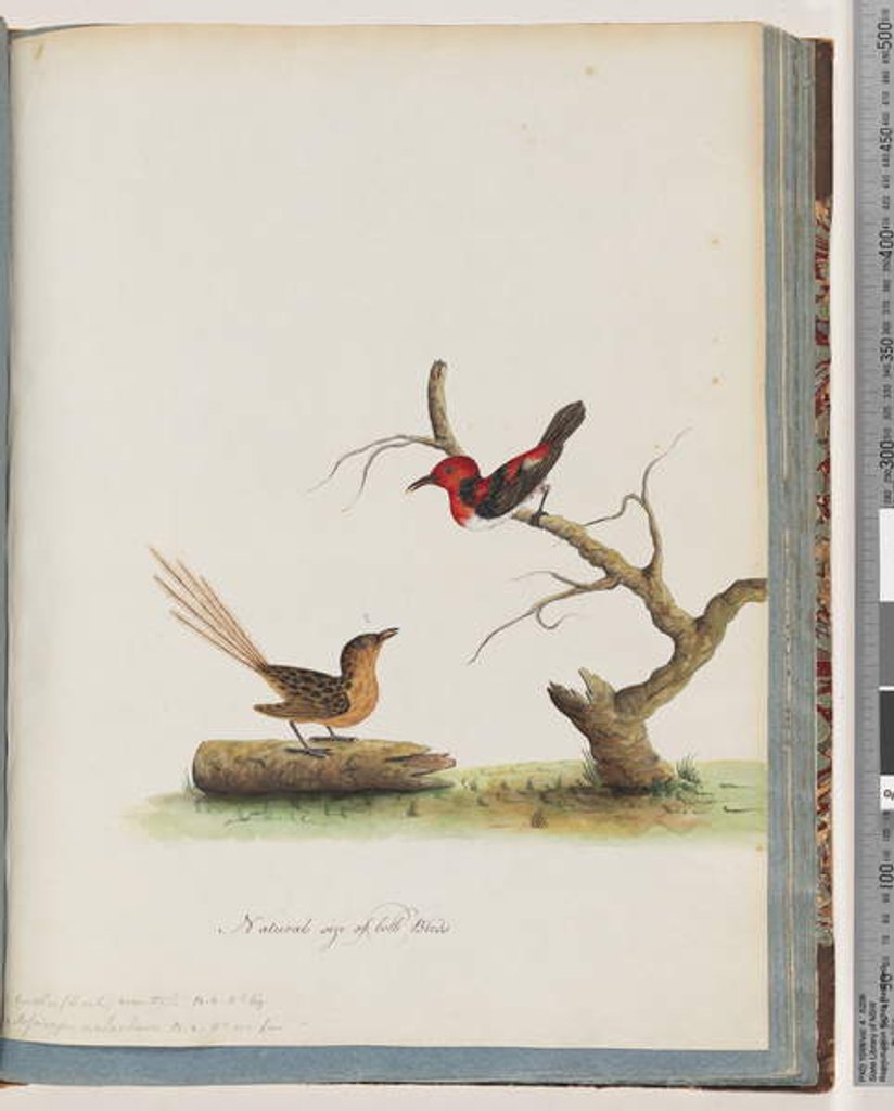 Detail of Page 66. 1. Scarlet Honeyeater. Certhia/Honeyeater/orientale. 2. Unidentified bird. Muscicapa malachura by Unknown artist