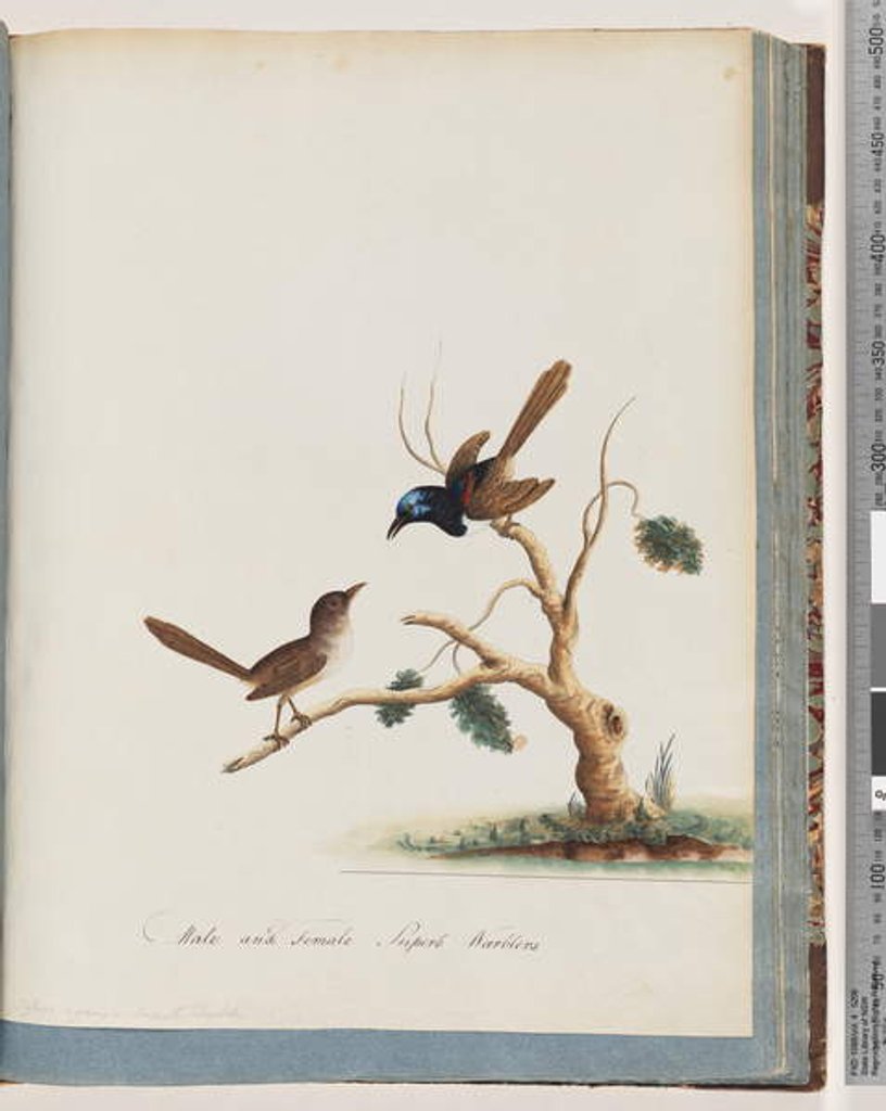 Detail of Page 68. Red-winged Fairy, wren, male and female. Male and female Superb Warblers by Unknown artist