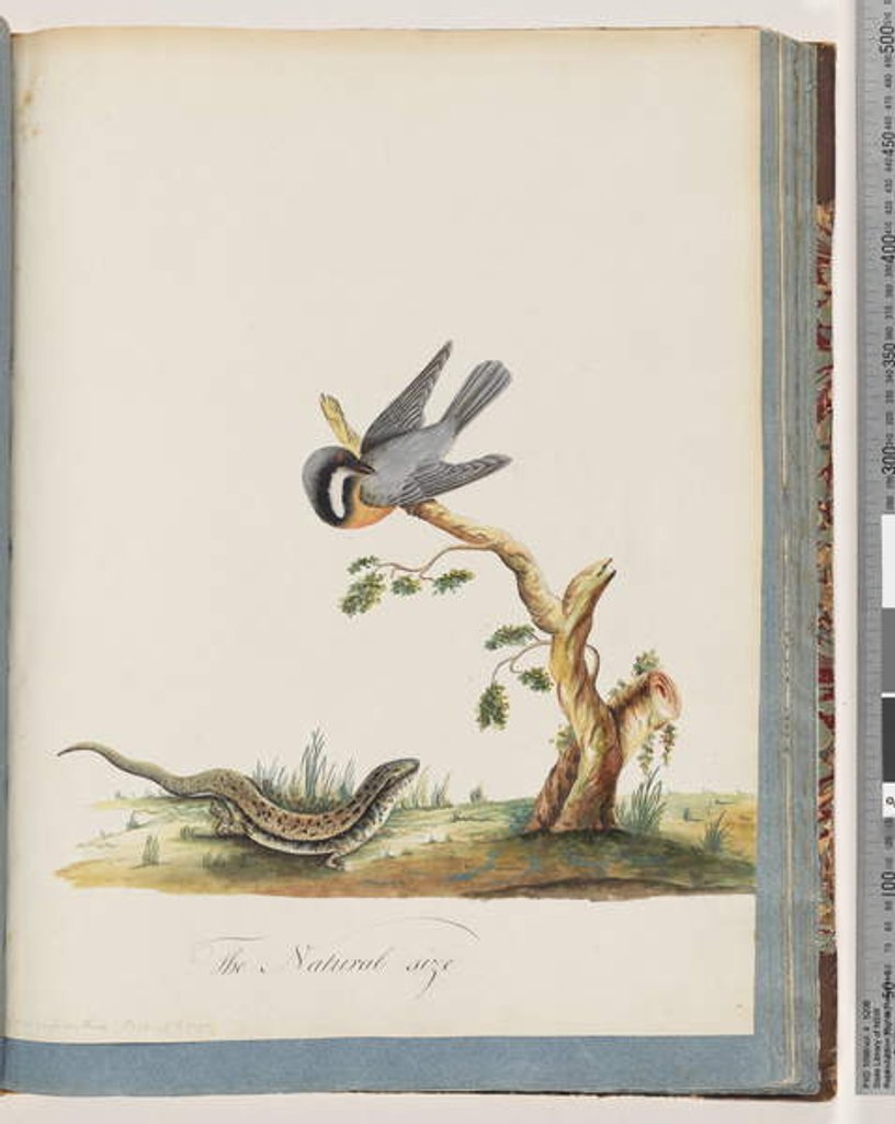 Detail of Page 69. Unidentified bird with a lizard. Sylvia rufirostris by Unknown artist