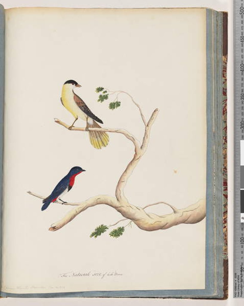 Detail of Page 70. 1. Unidentified bird. Bonnet Warbler 2. Unidentified bird. Crimson-throated Manakin by Unknown artist