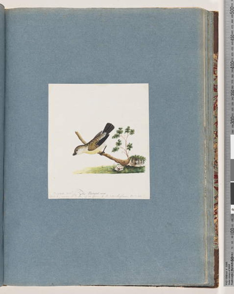Detail of Page 71. Unidentified bird. Pipra new Allied to Cinereous M. by Unknown artist