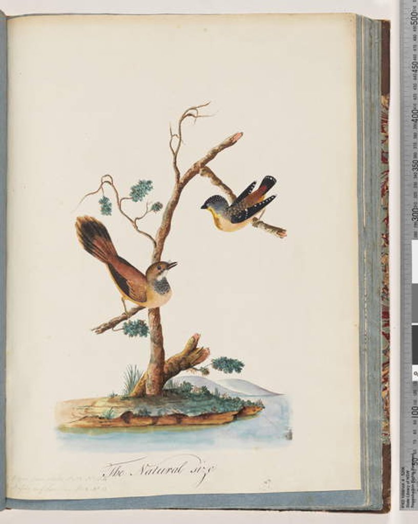 Detail of Page 72. 1. Spotted Pardalote. Pipra punctata 2. Unidentified bird. Muscicapa rufifrom by Unknown artist