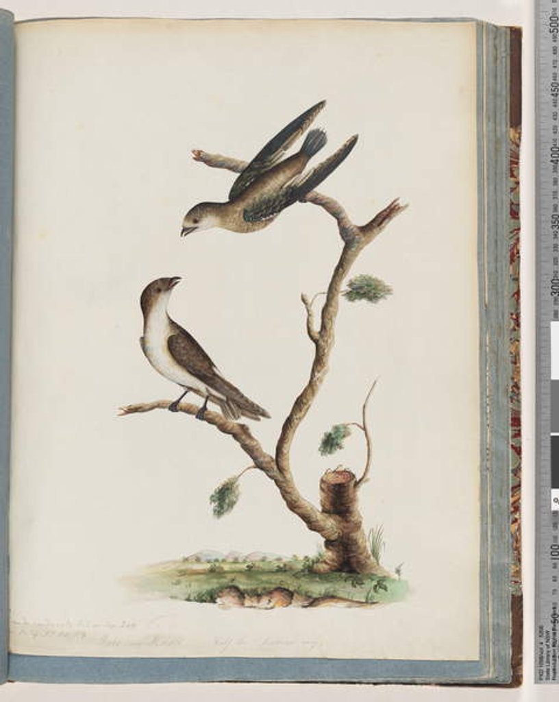 Detail of Page 74. Unidentified birds. Hirundo caudacuta by Unknown artist