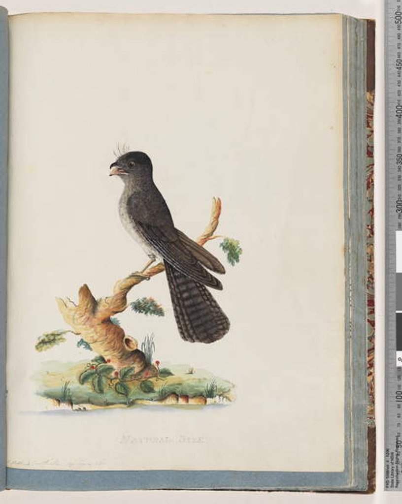 Detail of Page 75. Unidentified bird. N. Holland Goatsucker by Unknown artist
