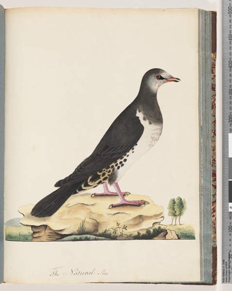 Detail of Page 77. Unidentified bird by Unknown artist