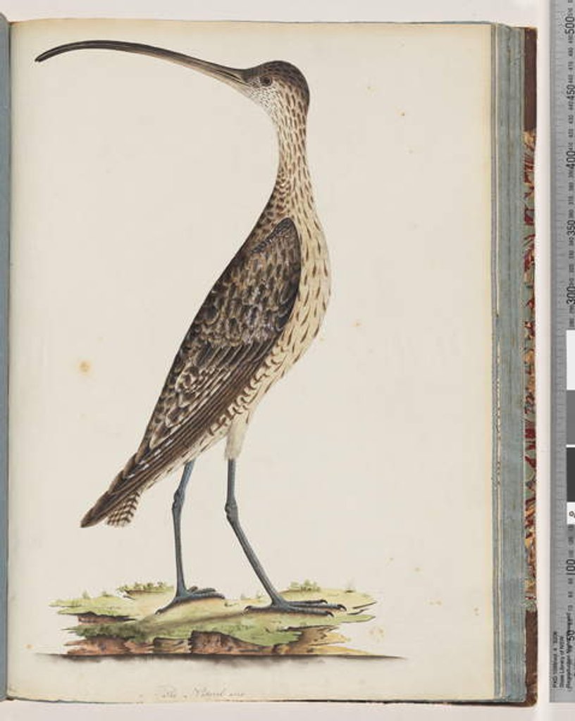 Detail of Page 78. Eastern Curlew by Unknown artist