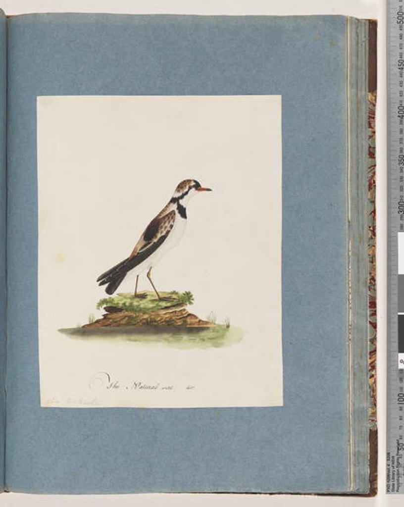 Detail of Page 79. Black-fronted Dotterel. Charadrius Hiaticula by Unknown artist
