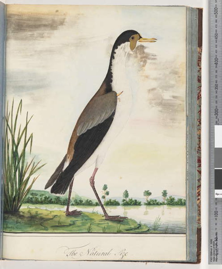 Detail of Page 80. Masked Lapwing or Spur, winged Plover by Unknown artist