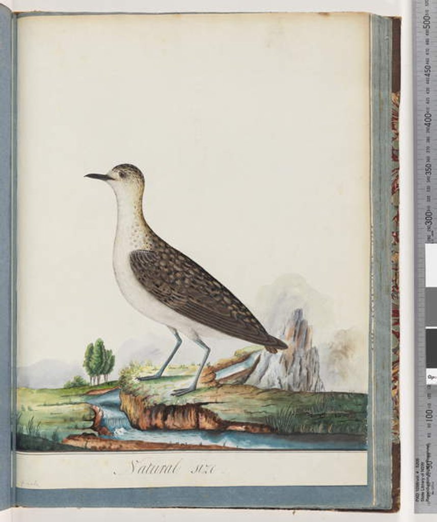Detail of Page 83. Female Golden Plover by Unknown artist