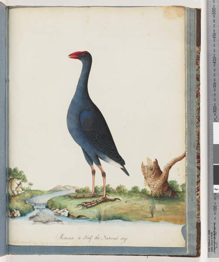 Detail of Page 84. Purple Swamphen. Purple Gallinule by Unknown artist
