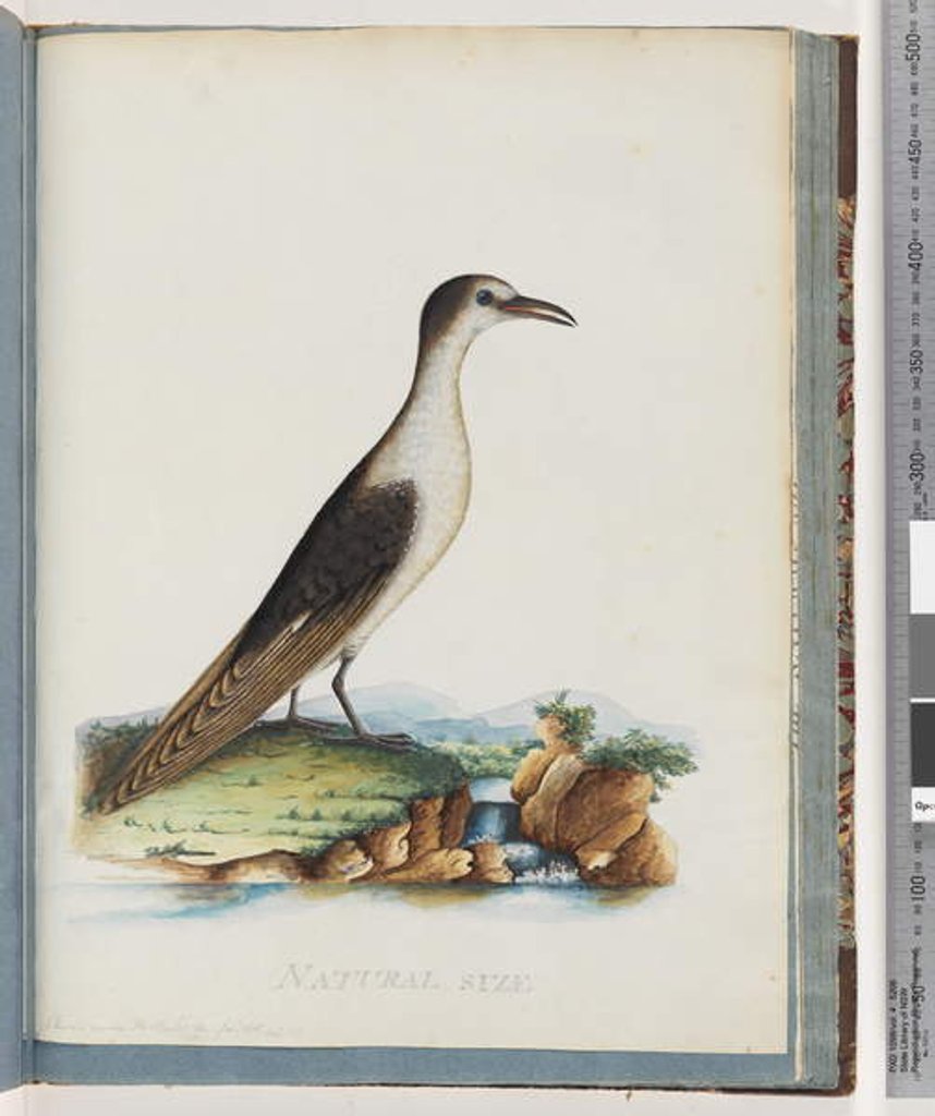 Detail of Page 85. Sooty Tern. Sterna novae Hollandae. New Holland Tern by Unknown artist