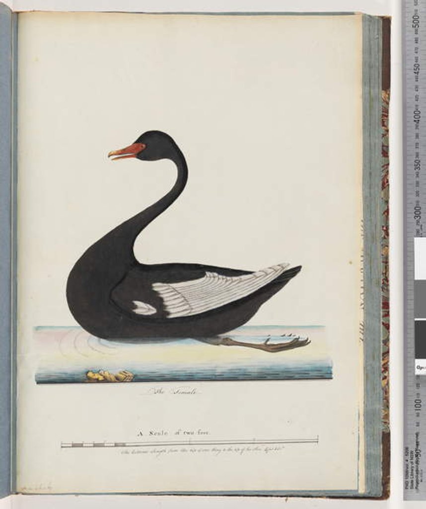 Detail of Page 86. Black Swan. The Female anas atrata by Unknown artist