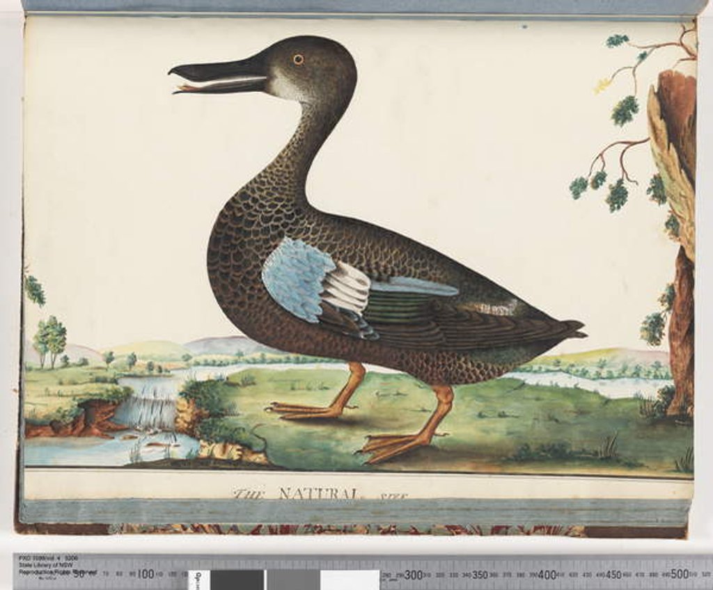 Detail of Page 87. Duck by Unknown artist